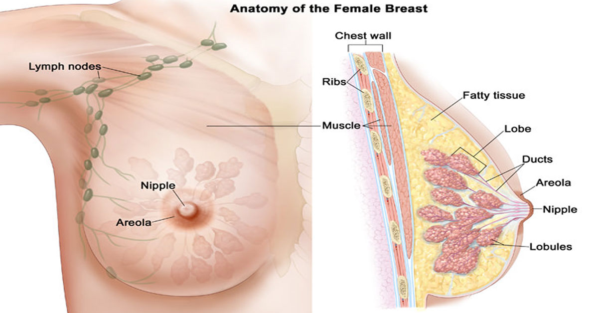 Ανατομία Μαστού